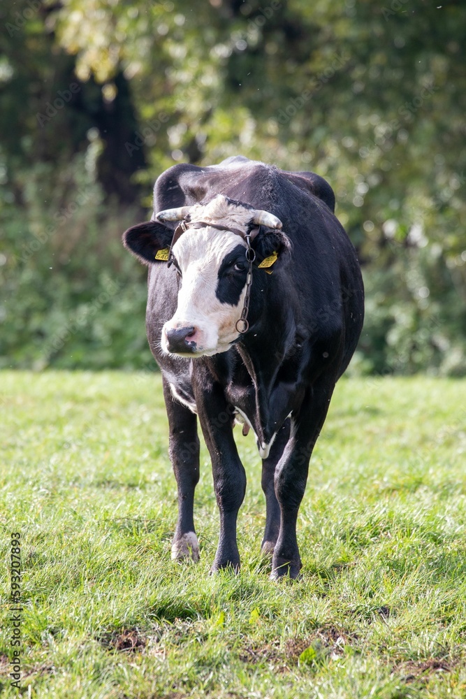 Wall mural Vertical shot of a black and white cow in a green field.