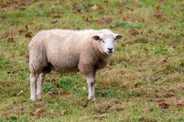 Obraz na płótnie Canvas White sheep in a field in autumn.