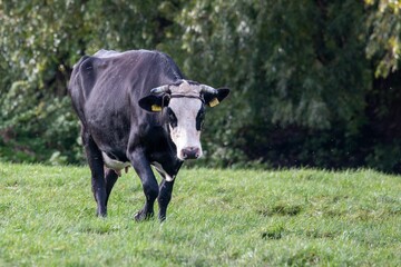 Obraz premium Black and white cow in a green field.