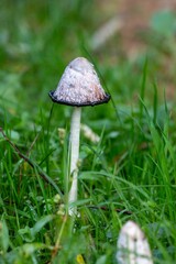 Vertical shot of Amanita phalloides mushrooms