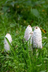 Vertical shot of Coprinus comatus mushrooms