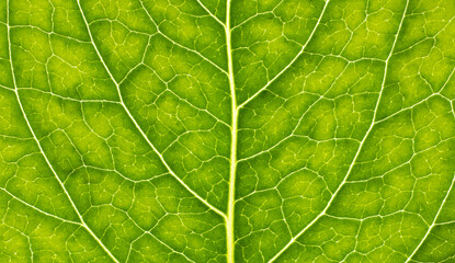 Close-up leaf. Macro photography. Green leaf veins texture.