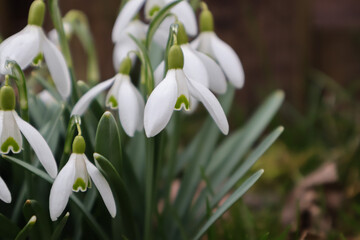 Spring time, blooming snowdrops in the garden
