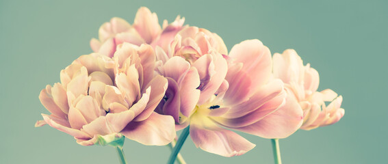 Tulip bouquet, tulips spring flowers close up, blooming pastel pink tulips Easter background,...