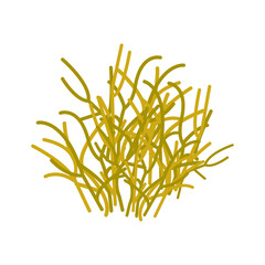 Marine illustration. Sea, ocean algae, marine plants, close-up, isolated, on a transparent and white background. Vector icon, element for design. Vector image, illustration.