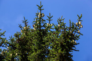 green needles on a tall spruce tree with cones