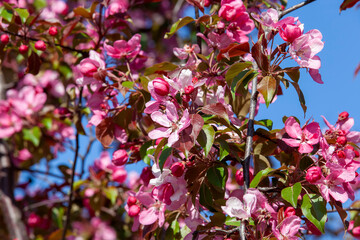 beautiful trees with flowers of red and pink shades