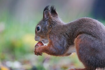 Naklejka na ściany i meble Closeup shot of a cute brown squirrel chewing on an acorn