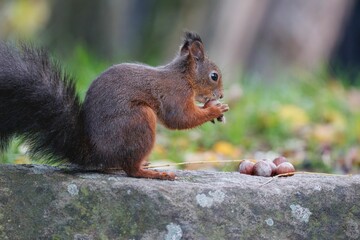 Closeup shot of a cute brown squirrel chewing on an acorn