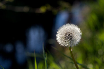Close up of a dandelion. White dandelion flower in green grass on the background a water channel. High quality photos