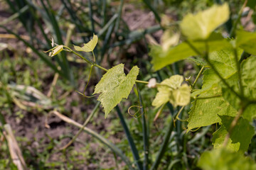 Green foliage on the branches of a vineyard in spring