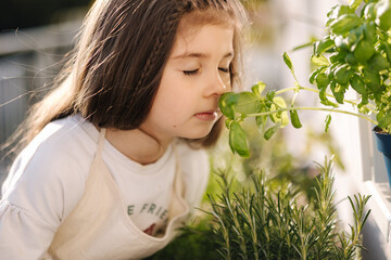 Cute little girl sniffs basil leaves on balcony. Portrait of adorable girl gardening outdoors