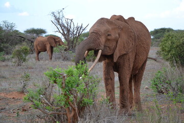 Fototapeta na wymiar momma elephant and her adolescent