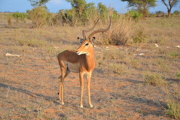 young impala