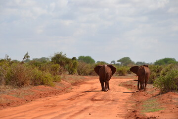 cute elephant couple