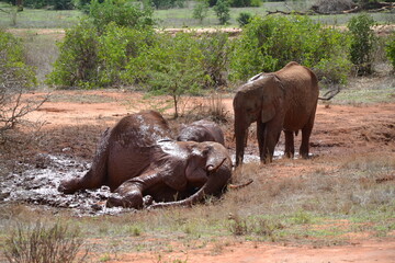 elephant family taking a bath