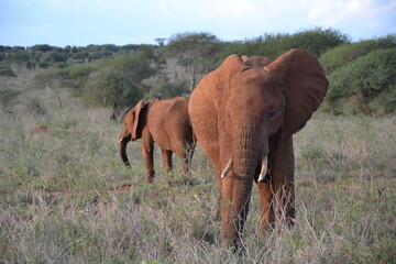 Fototapeta na wymiar momma elephant and her adolescent