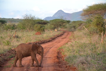 Obraz premium baby elephant at Tsavo national park, Kenya
