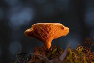 Closeup shot of the brown mushroom with a blurred background
