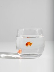 Vertical shot of a goldfish in a small glass on a white background