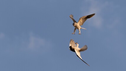 Black-winged Kites in aerial combat on a sunny day