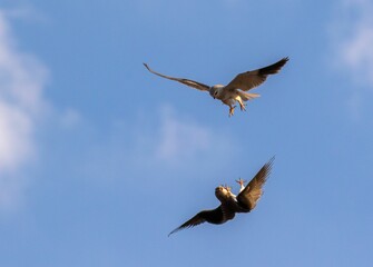 Black-winged Kites in aerial combat on a sunny day