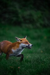 Vertical side view of a hungry Red fox looking for prey in the green forest