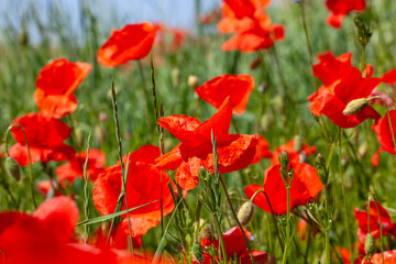 Naklejka premium Red poppies on the field in the summer
