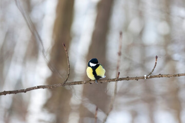 one tit in the winter season, a lonely bird