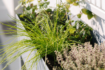 A flowerpot with seedlings of plants and various greens under the window on the terrace