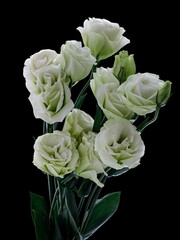 Vertical shot of a bouquet of white rose with green leaves isolated on a dark background