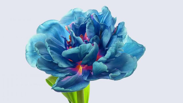 Amazing blue tulip flower background. Wedding backdrop, Valentine's Day concept. Mother's day, Holiday, Love, birthday