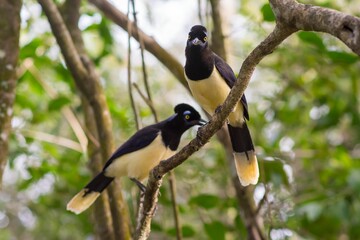 Pair of beautiful plush-crested jays perched on a thin tree branch in a sunny green park
