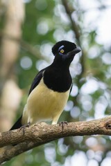 Fototapeta premium Closeup of a gorgeous plush-crested jay perched on a tree branch with a natural bokeh background