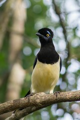 Closeup of a gorgeous plush-crested jay perched on a tree branch with a natural bokeh background