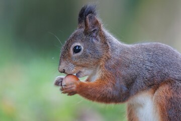 Selective focus shot of a brown squirrel chewing on a nut in a park