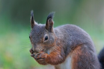 Selective focus shot of a brown squirrel chewing on a nut in a park