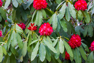 Red pink flower buds, flowering shrub bush Rhododendron X Clivianum (Ericaceae) in a Royal Botanical Garden in spring day. Floral wallpaper. Blossoming nature awaking. Cultivation and growing plants.
