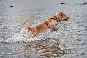 Vertical shot of a cute golden retriever running and playing with water on the seashore