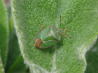 Common green shield bug (Palomena prasina) basking on a young lamb's ear plant