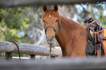 Brown horse ready to ride at Grand Teton National Park in Wyoming, USA