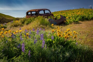 Old, abandoned car in a field with colorful flowers. Washington State.