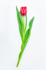 Abstract background with flowers tulips