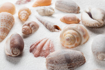 Seashells on the seashore and summer beach