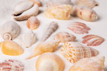 Different seashells on sand. Sea summer vacation background