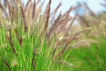 beautiful Pennisetum Feather(Fountain Grass,Pennisetum Setaceum),close-up of colorful grasses growing in the field 
