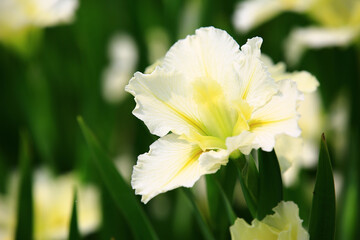 Fototapeta na wymiar blooming Iris(Flag,Gladdon,Fleur-de-lis) flowers,close-up of beautiful white with yellow Iris flowers blooming in the garden at sunny day