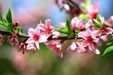 pink Peach blossoms,beautiful colorful Peach blossoms blooming on the branches in the plantation
