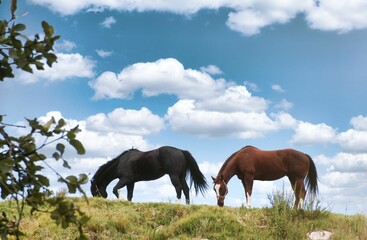 Fototapeta premium Horses grazing in nature