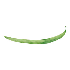 Green Bean Isolated Hand Drawn Painting Illustration